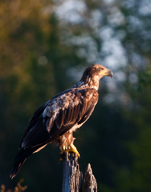 Juvenile Bald Eagle